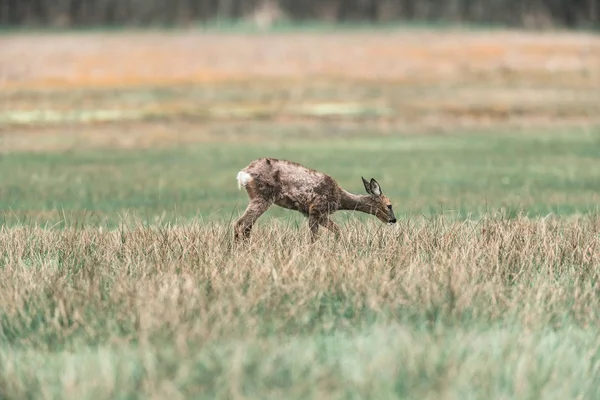 Chevreuil biche pendant la mue — Photo