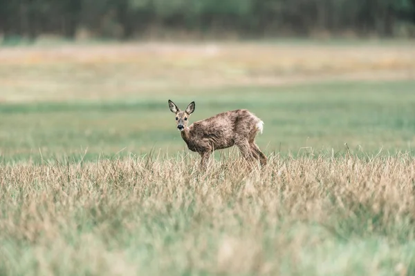 Ciervo ciervo durante la muda — Foto de Stock