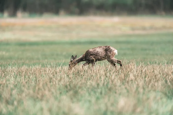 Chevreuil biche pendant la mue — Photo