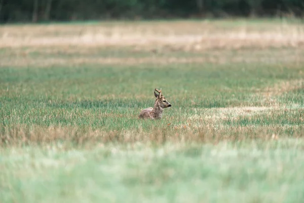草原に横たわっている反芻ローバック — ストック写真