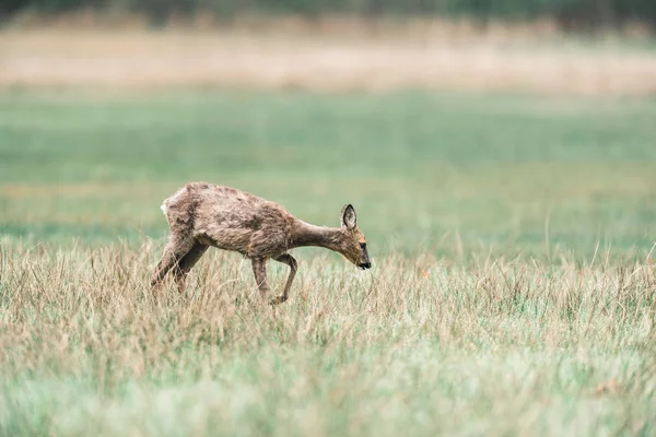 獐鹿母鹿在草原上行走 — 图库照片