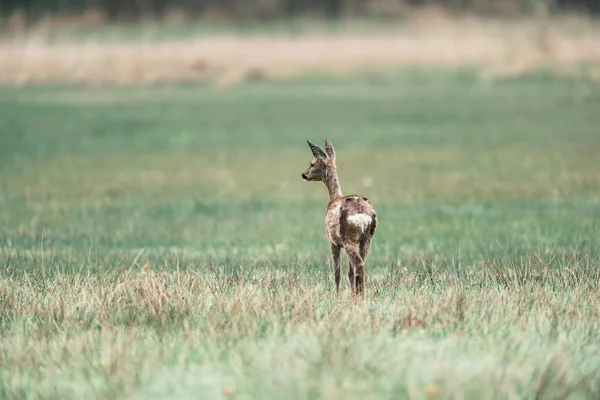 Ciervo parado en el campo — Foto de Stock