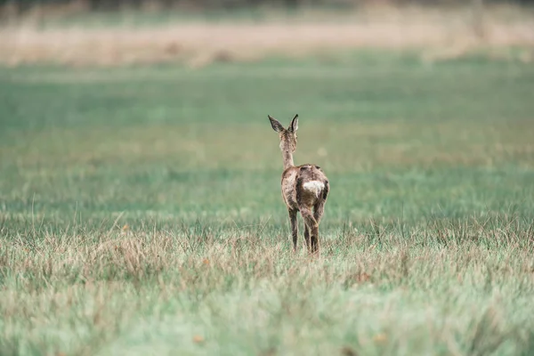 Chevreuil debout sur le terrain — Photo