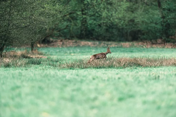 Roebuck springen over gras te ontsnappen — Stockfoto