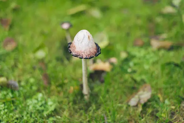 Paddestoel op groene weide — Stockfoto