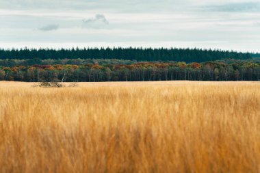 sonbahar çam ormanı