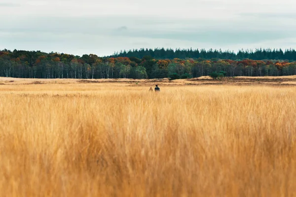 Paar wandelend door het veld — Stockfoto