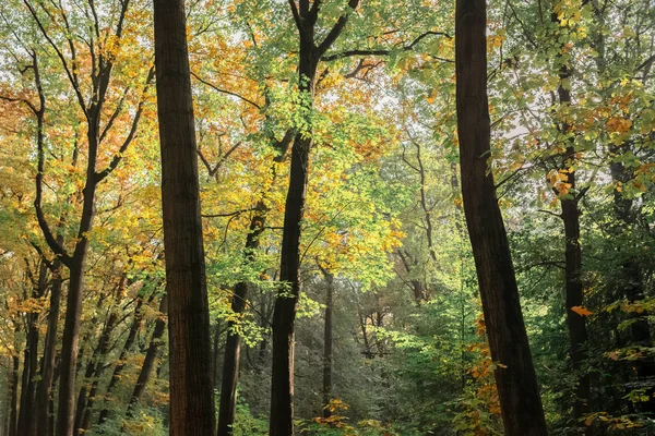 Silhouettes of tree trunks — Stock Photo, Image