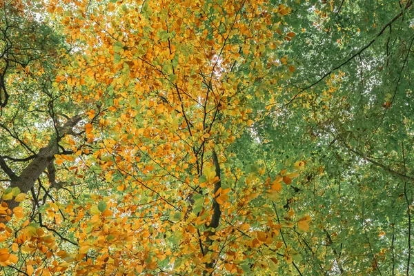 緑と黄色の葉を持つ木 — ストック写真