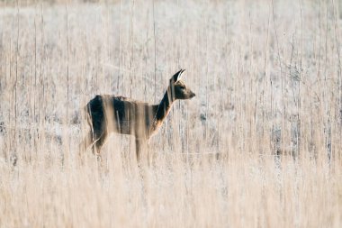 Reed uyarı Karaca doe 