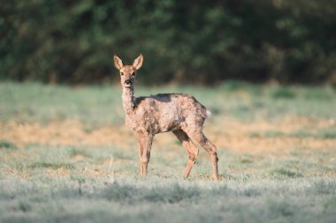 Yeşil alan üzerinde duran Karaca 