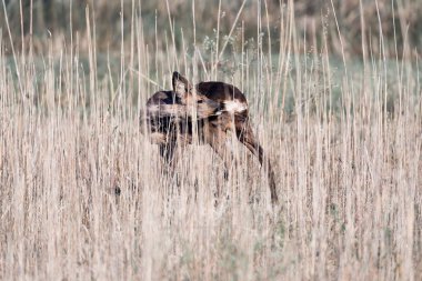 Reed arasında Roebuck duran 