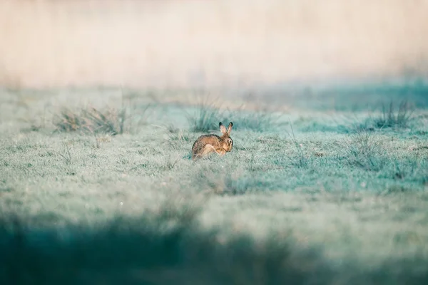 Pequeña liebre linda en el campo — Foto de Stock