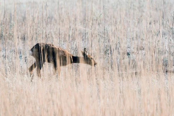 Grazing roe deer doe — Stock Photo, Image