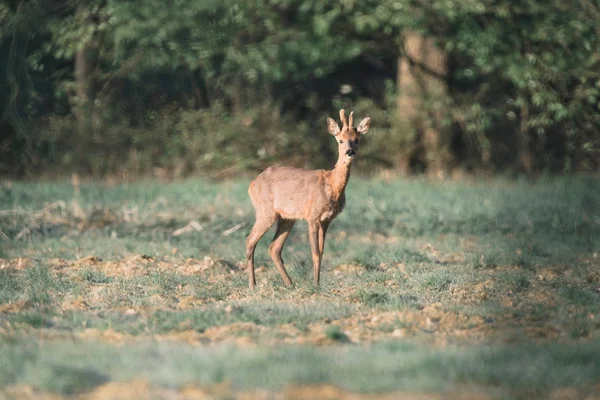 Rehbock auf Wiese — Stockfoto