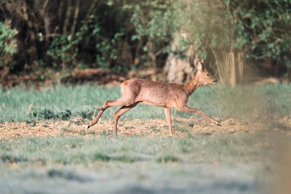 Roe veado fanfarrão correndo em campo — Fotografia de Stock