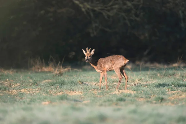 Roe jelenie buck stojący na łące — Zdjęcie stockowe