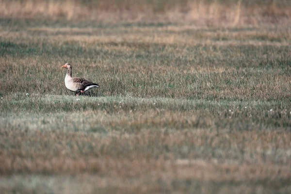 Greylag goose on meadow — Stock Photo, Image