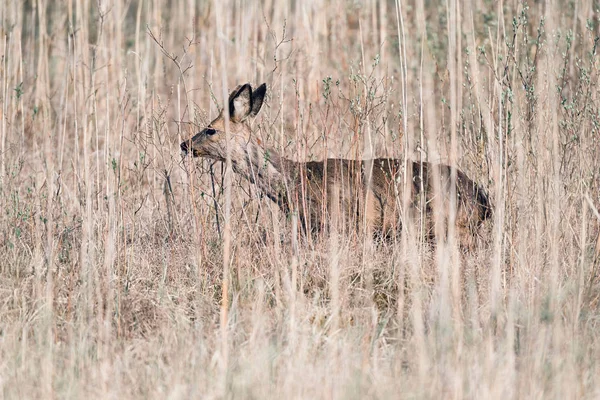 走在芦苇的獐鹿巴克 — 图库照片