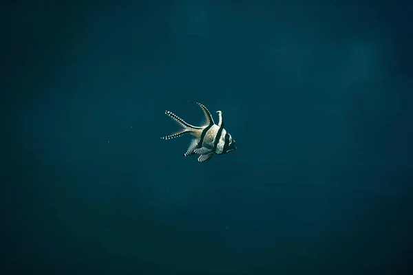 Kleine vis in het aquarium — Stockfoto