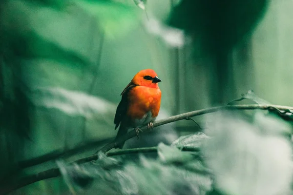 红色小鸟在树枝上 — 图库照片
