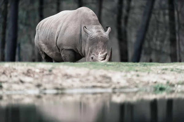 Grazing white rhinoceros — Stock Photo, Image