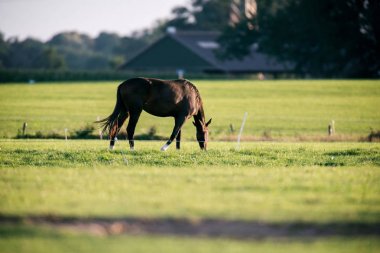 çayır üzerinde otlatma at 