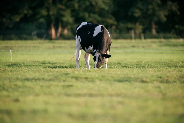 Vaca pastando en prado verde —  Fotos de Stock