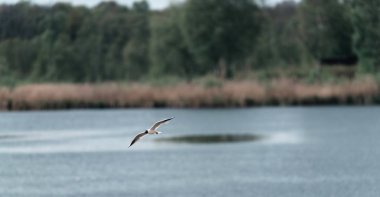 Siyah başlı martı