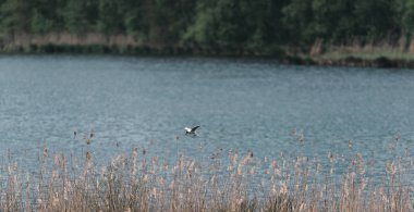 Siyah başlı martı