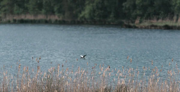 Siyah başlı martı