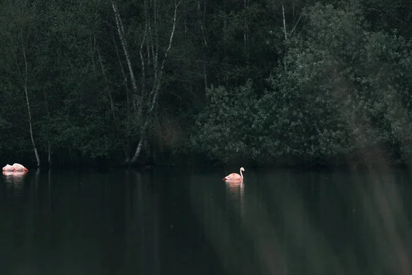 Flamingos flutuando no lago — Fotografia de Stock