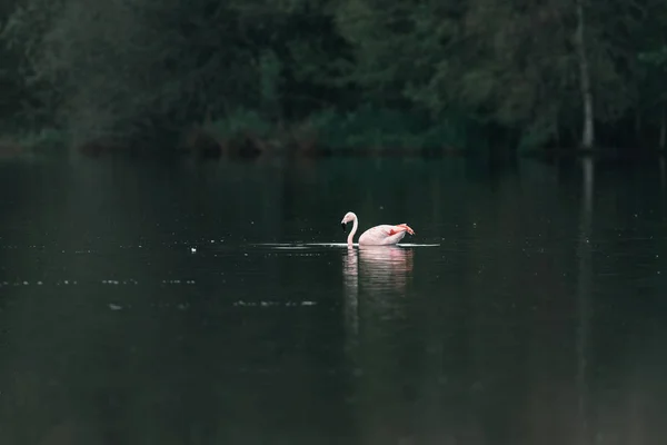 Flamingo drijvend in lake — Stockfoto