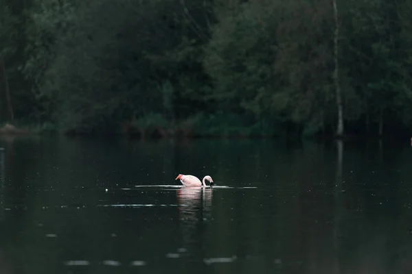 Flamingo flutuando no lago — Fotografia de Stock