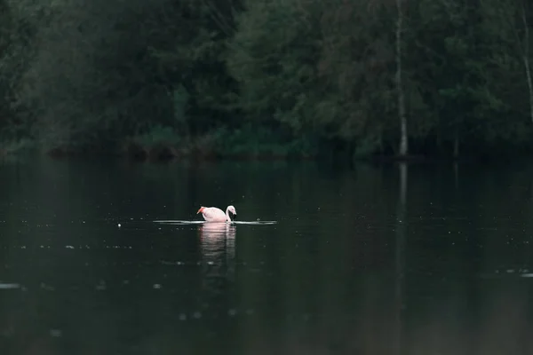 Flamingo flutuando no lago — Fotografia de Stock