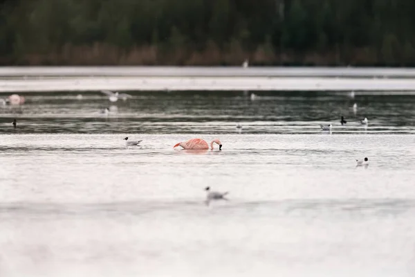 Flamingo floating in lake — Stock Photo, Image