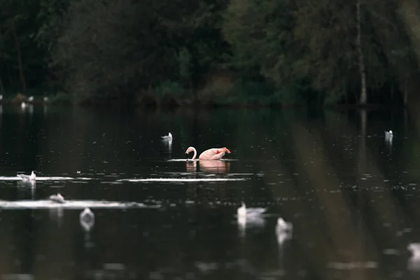 Фламинго плавает на озере — стоковое фото