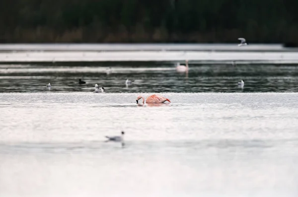 Фламинго плавает на озере — стоковое фото