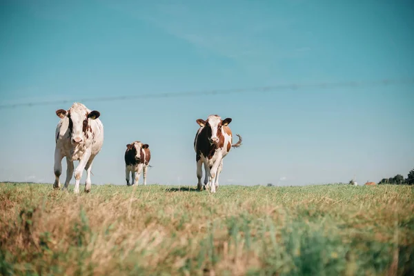 Três vacas curiosas no prado — Fotografia de Stock