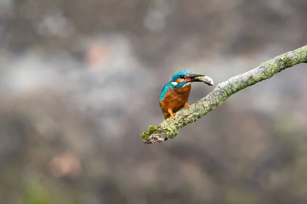 Kingfisher na větvi s rybou v zobáku. — Stock fotografie