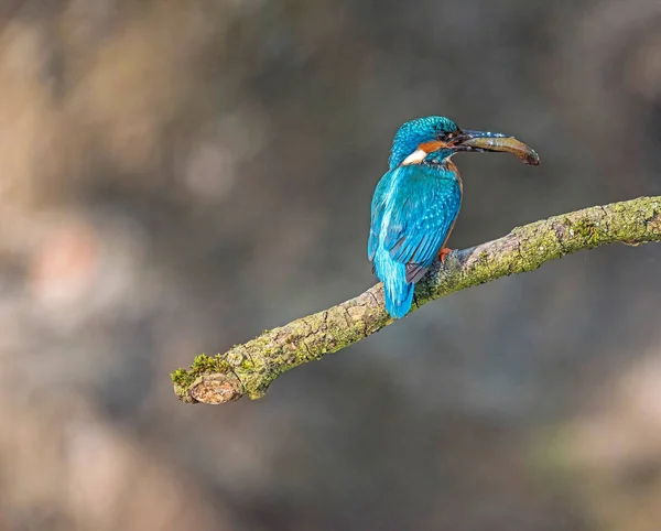 Kingfisher na větvi s rybou v zobáku. — Stock fotografie