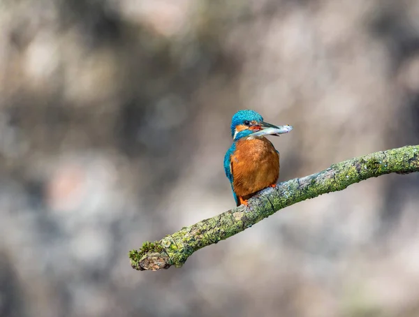 Kingfisher no ramo com peixes no bico . — Fotografia de Stock