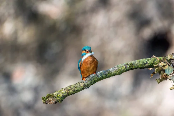 Kingfisher no ramo com peixes no bico . — Fotografia de Stock