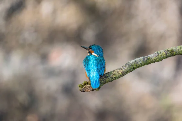 Kingfisher encaramado en la rama —  Fotos de Stock