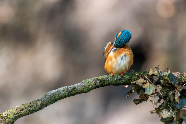 Eisvogel wäscht Federn — Stockfoto