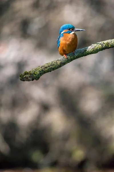 Kingfisher olhando para os lados . — Fotografia de Stock