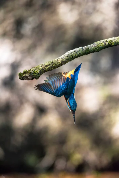 Kingfisher mergulho a partir de ramo — Fotografia de Stock