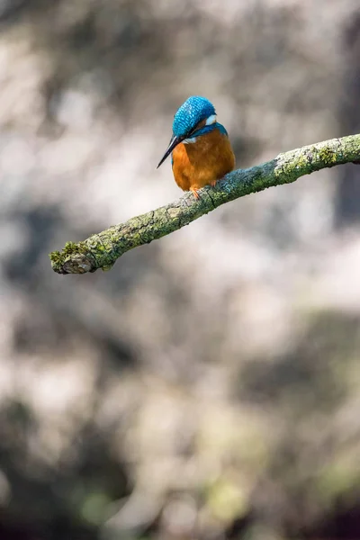 Kingfisher hledá ryby. — Stock fotografie