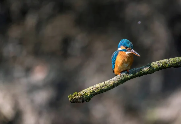 Kingfisher encaramado en la rama —  Fotos de Stock