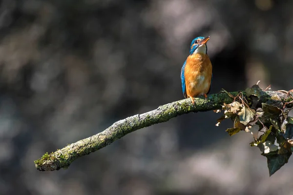 Barevný kingfisher na větvi — Stock fotografie
